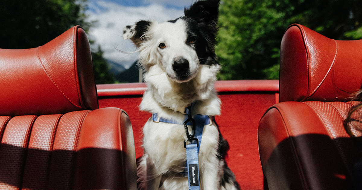 dog in car