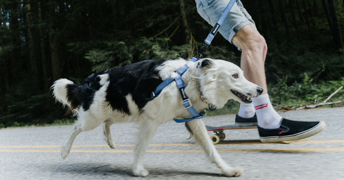 dog running with man on skateboard