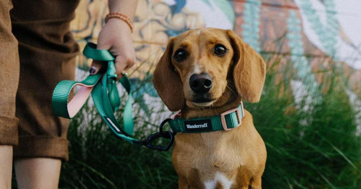 wiener dog on a leash with person