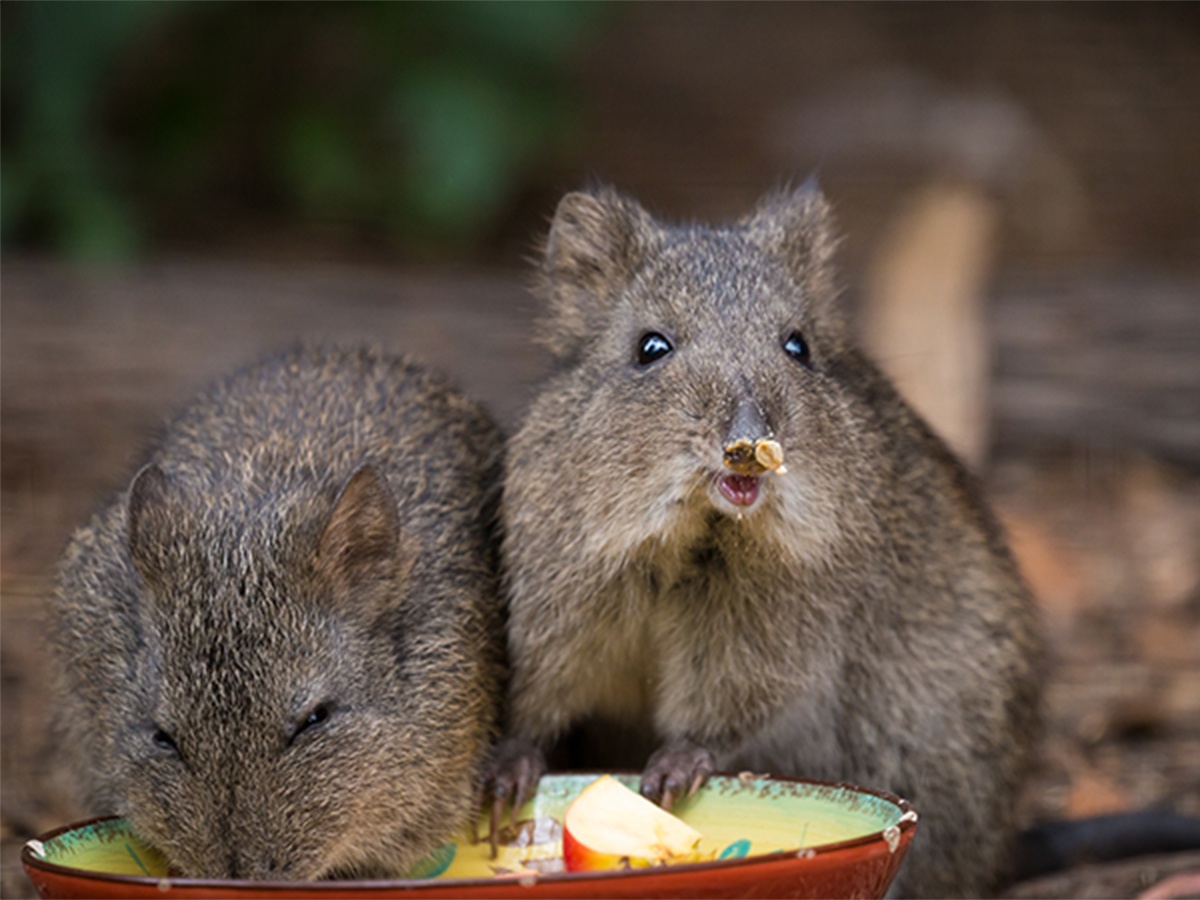 Potoroos were Sendle customers' clear winners of choice