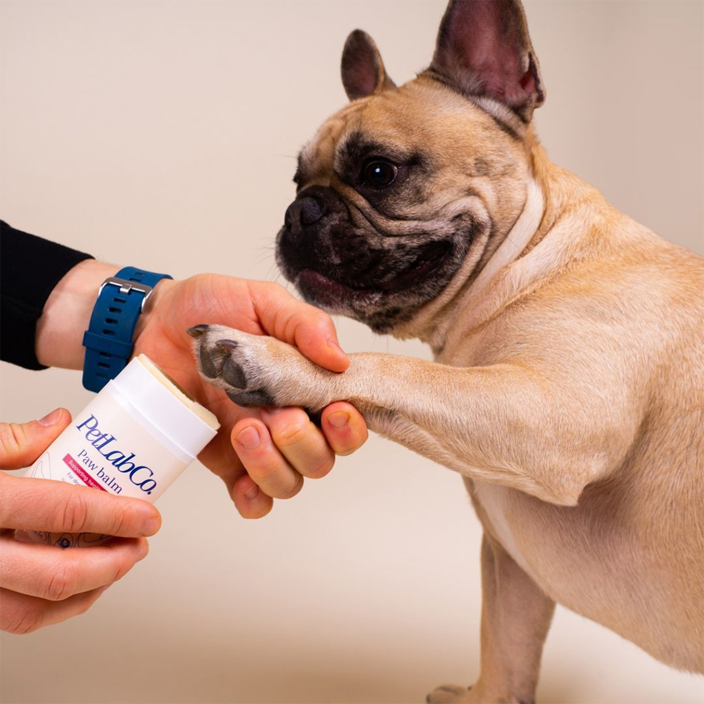 french-bulldog-with-petlabco-product