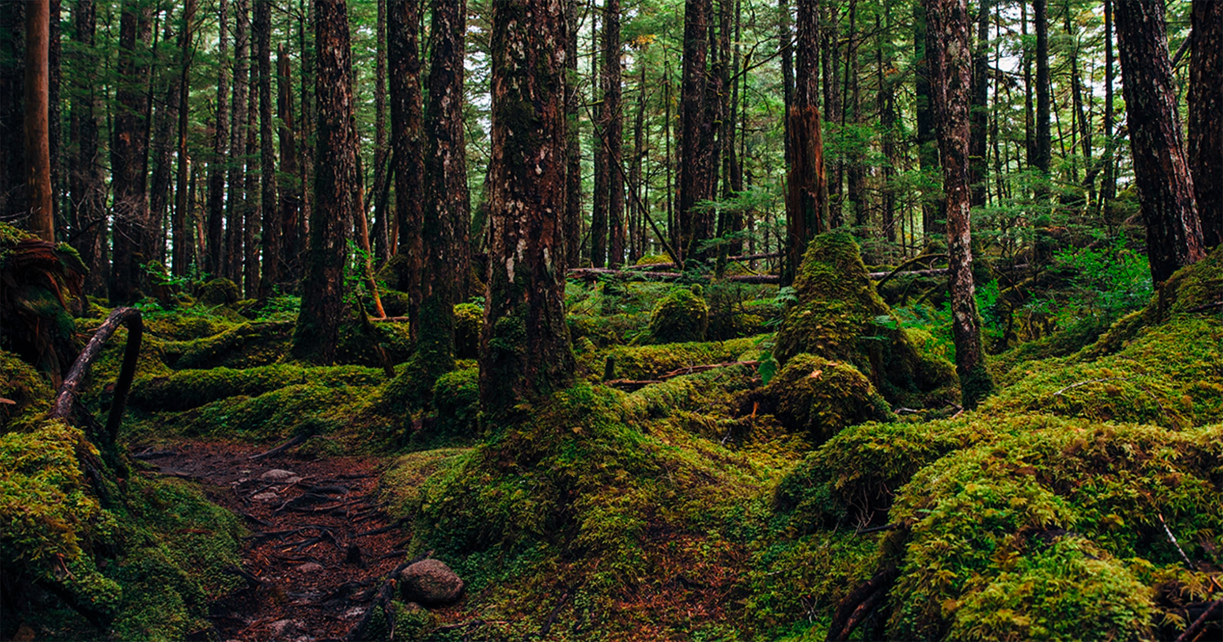 Sendle image of The Afognak Forest Carbon project in the United States