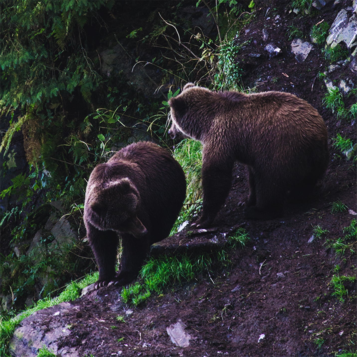 Kodiak bears in the Afognak Forest
