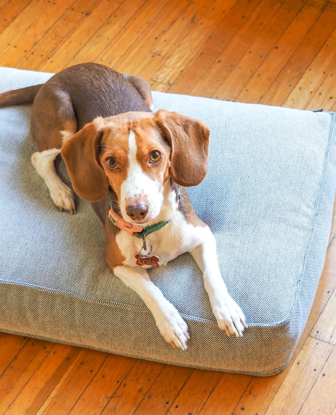 dog indoor on a dog bed