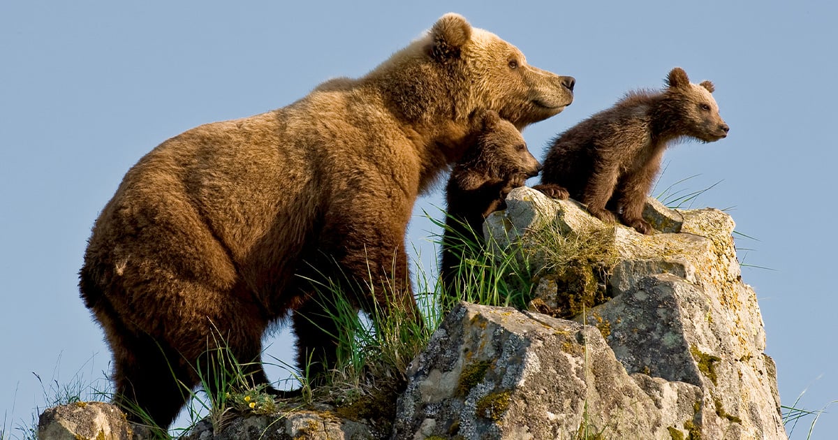 grizzly brown bears and cubs
