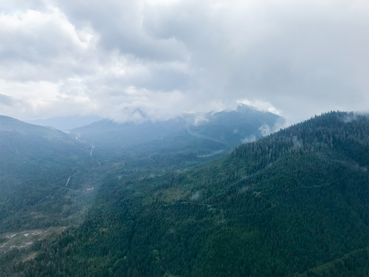 Klawock Heenya forest overview