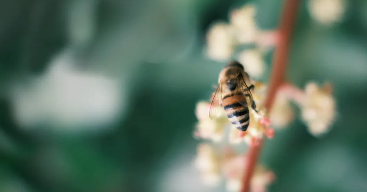 bee in branch