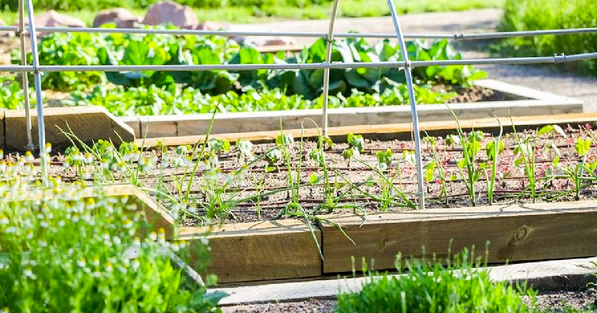 a community garden full of growing a variety of green vegetable plants