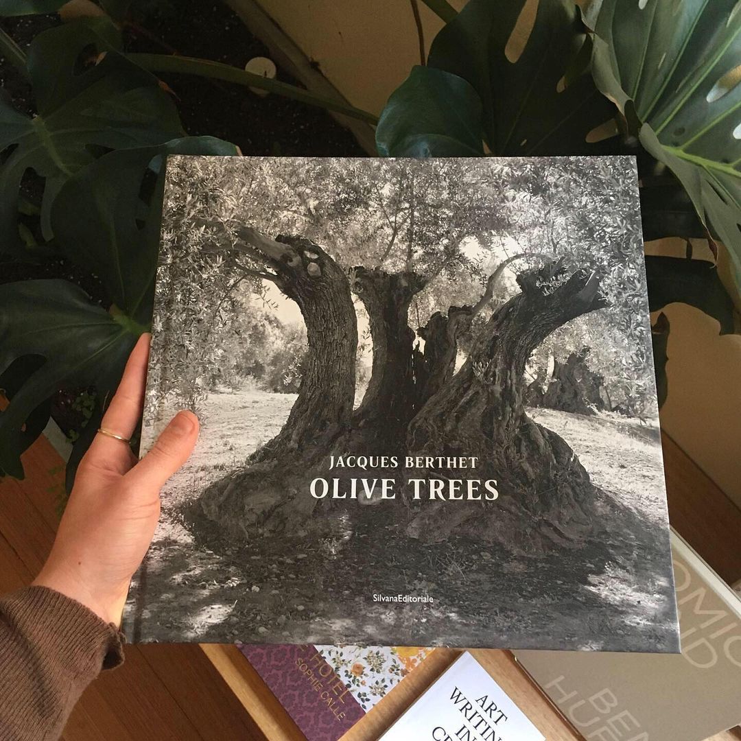 olive trees book at bookshop by uro