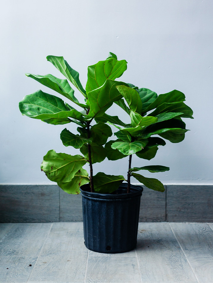 Fiddle Leaf Fig