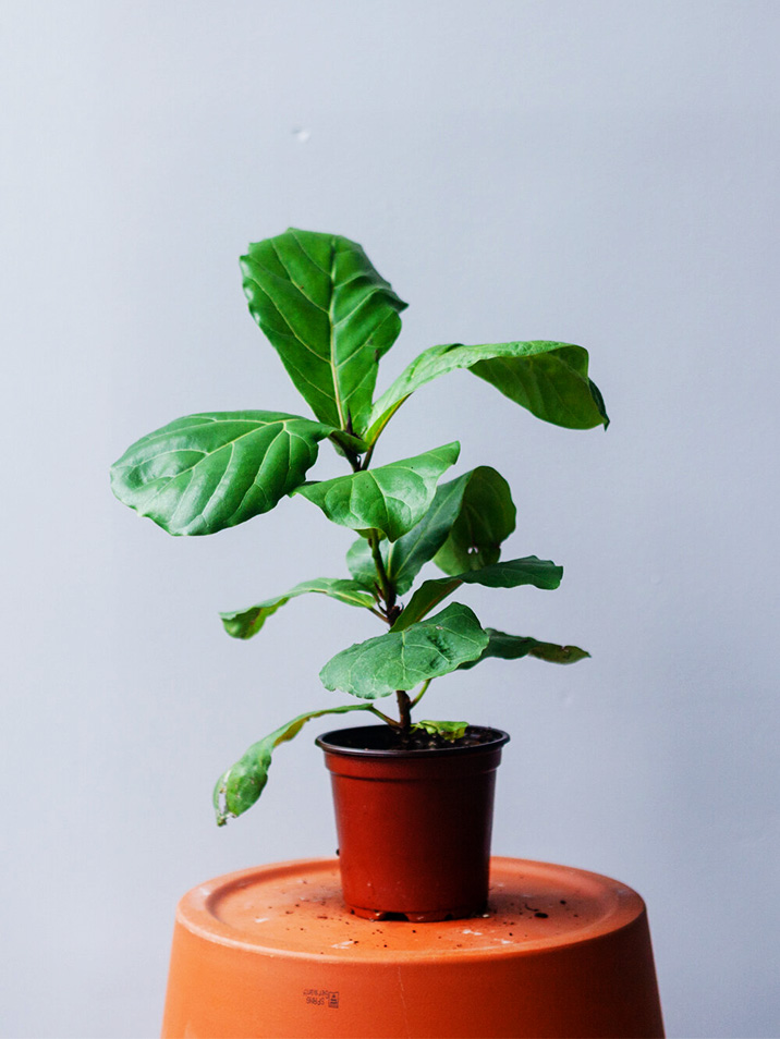 Fiddle Leaf Fig