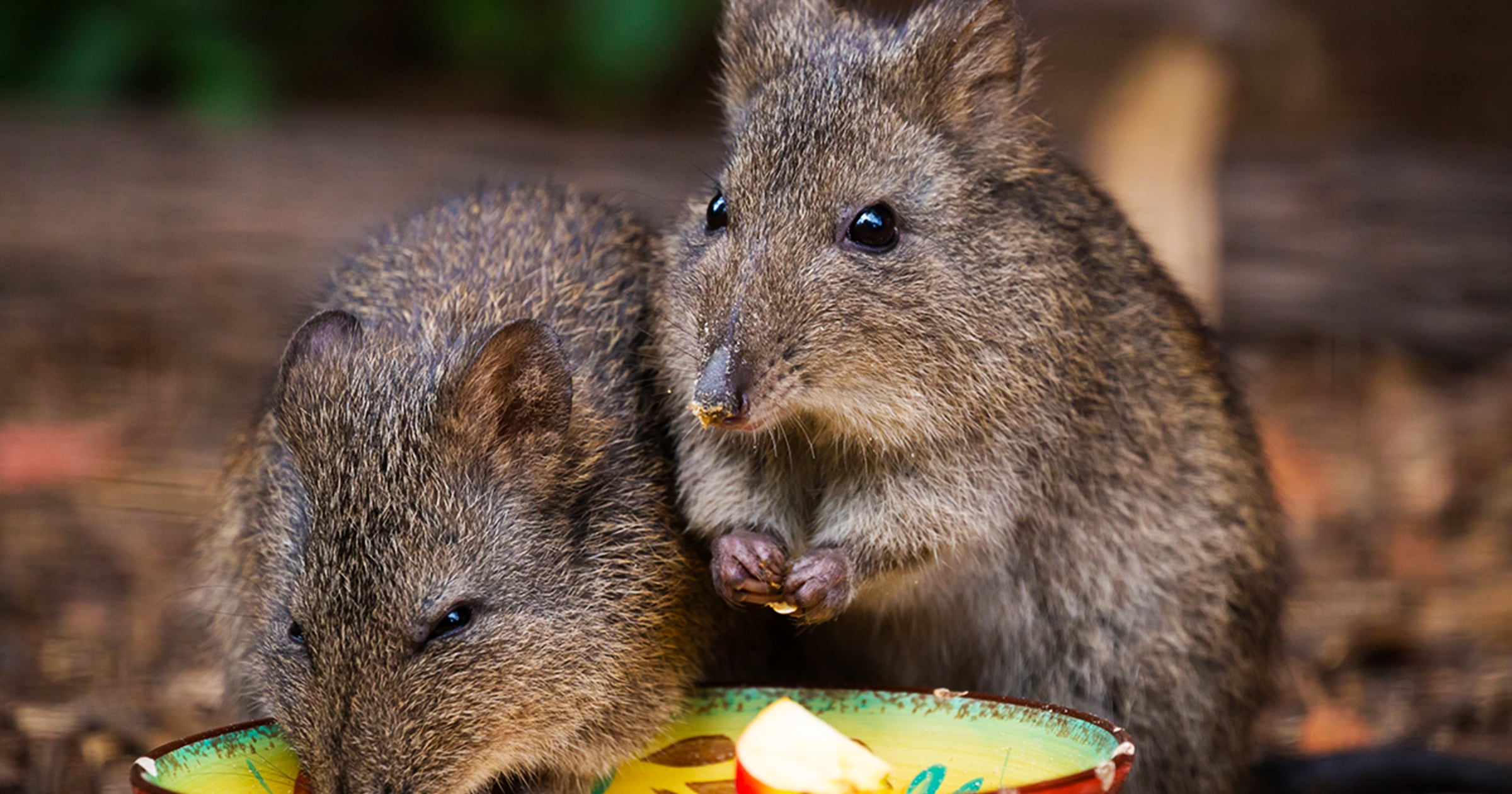 Potoroo