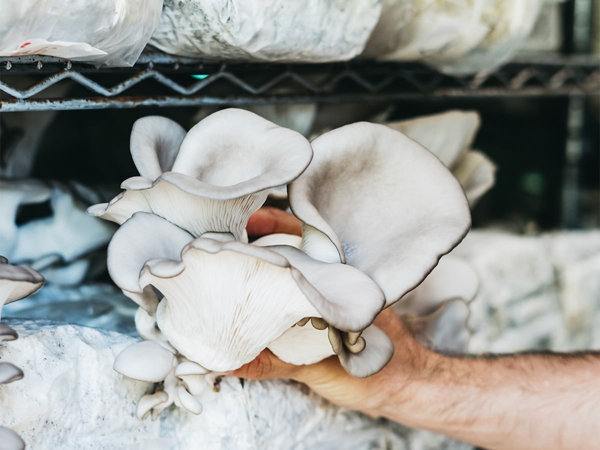 Life Cykel oyster mushroom harvest.