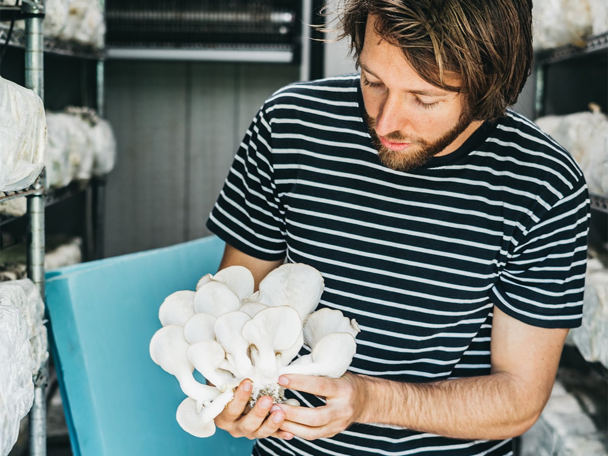 Julian Mitchell harvesting fresh oyster mushroom flowers.