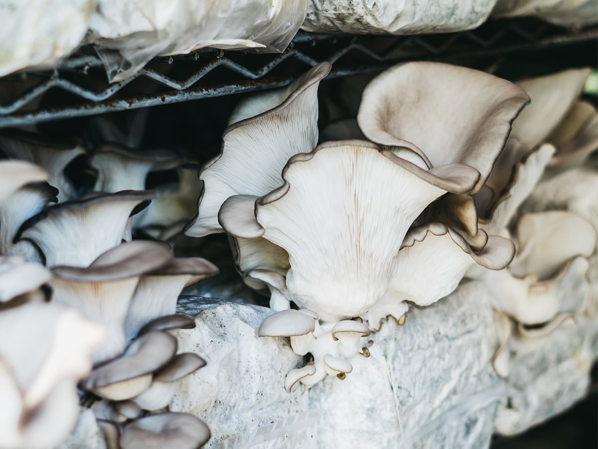 Life Cykel oyster mushroom production.